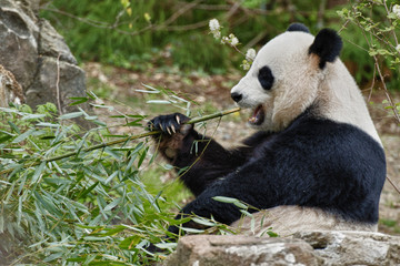 Plakat giant panda while eating bamboo