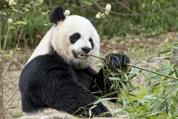 Crédence de cuisine en verre imprimé Panda panda géant en mangeant du bambou