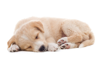 beige puppy sleeping