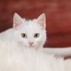 Obraz premium white kitten