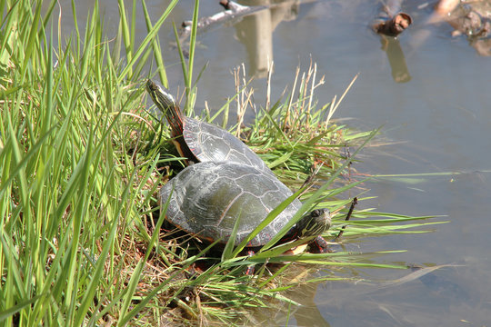 Two painted turtles basking in the sun on grass near a pondl