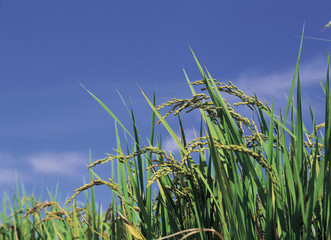 Fototapeta premium 아름다운 계절의 변화