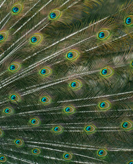 Fototapeta premium Cute green peacock feather close up