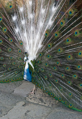 Obraz premium Colorful peacock standing with nice open tail