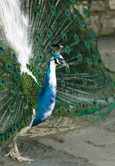 Obraz premium Colorful peacock standing with nice open tail