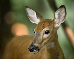 Young Deer on Alert in the Woods