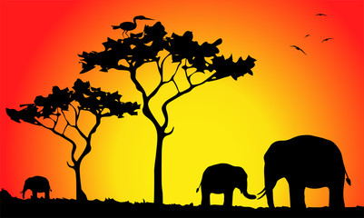 Fototapeta na wymiar elefanti al tramonto nella savana