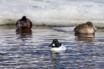Common Goldeneye Duck - Male