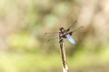 Libellule déprimée