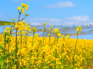 菜の花とネモフィラ