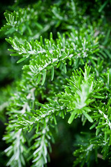 rosemary herb