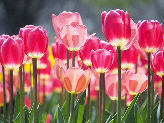 日に透けるチューリップ