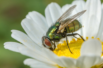 Mouche verte