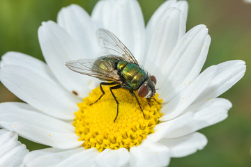 Mouche verte