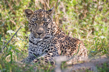 Fototapeta na wymiar Young male leopard, South Africa