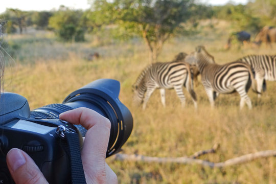 Fototapeta Photographing wildlife, South Africa