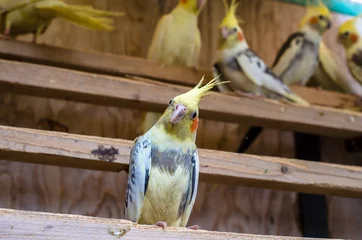 yellow parrot © katarinagondova