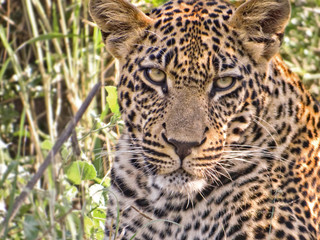 Fototapeta na wymiar Young male leopard head, South Africa