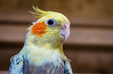 yellow parrot