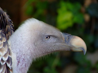 portrait of griffon-vulture