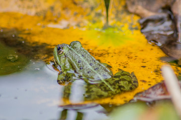 Grüner Frosch