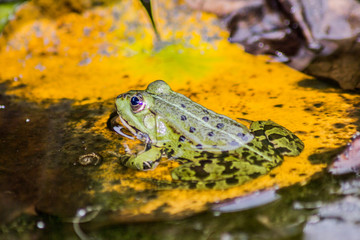 Grüner Frosch