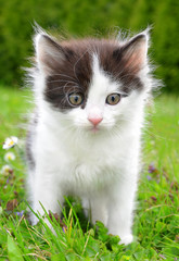 Small kitten in the grass