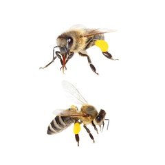 bee with pollen isolated on the white (with clipping path)