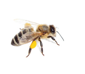 bee with pollen isolated on the white