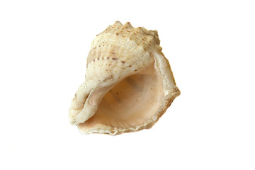 seashell isolated on white background