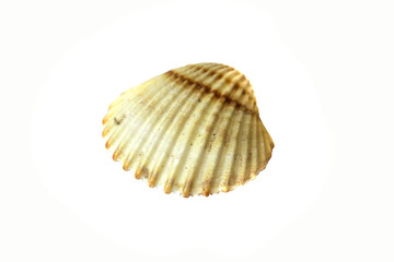 seashell isolated on white background