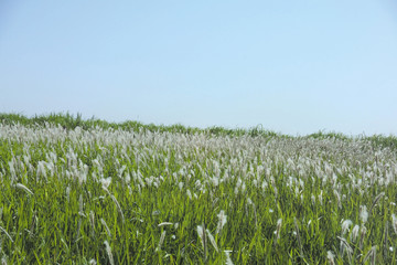 가을 농촌 풍경
