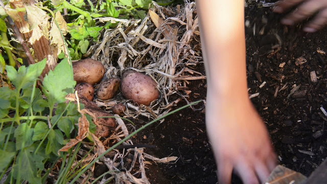 Digging up fresh organic potatoes in a veggie patch 