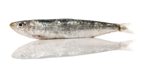 Sardina aislada