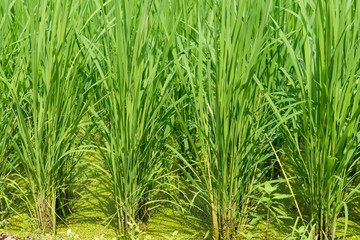 Green rice field background