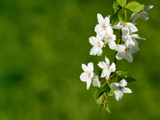 Cherry blossom on green background