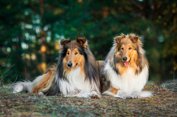 Two rough collies lying in the park - obrazy, fototapety, plakaty