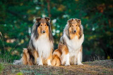 Two rough collies sitting in the park - obrazy, fototapety, plakaty