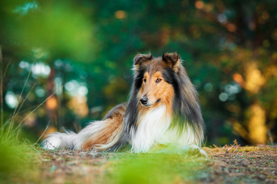 Rough collie lying in the park