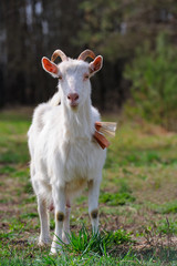 Fototapeta premium Goat on Pasture