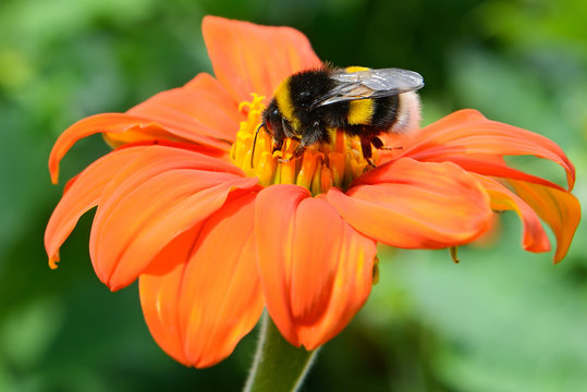 Bumble Bee On Flower