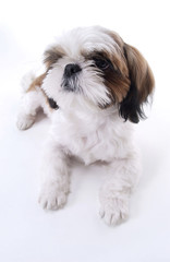 귀여운 애완동물