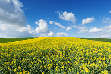 Fototapeta premium Blühendes Rapsfeld