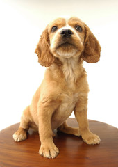 귀여운 애완동물