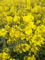 Fleurs de colza