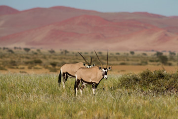Two Oryx antelopes at Sossusvlei