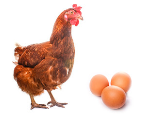 chicken live bird redhead looks at three eggs isolated on white