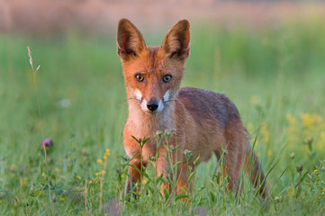 Red fox