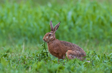 Brown hare eating weed