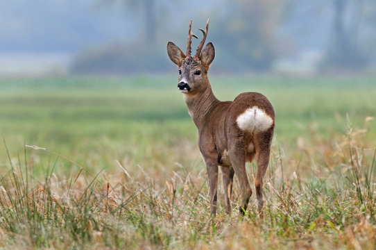 Fototapeta Roe deer